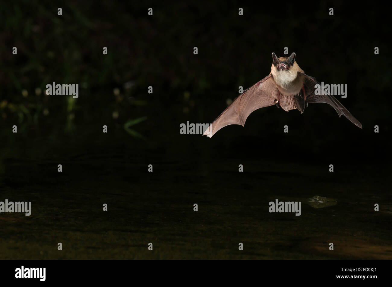 Große braune Fledermaus, Eptesicus Fuscus, Green Valley, Arizona, USA; ursprünglich aus Nordamerika, C-Amerika, Karibik & nördlichen Südamerika Stockfoto