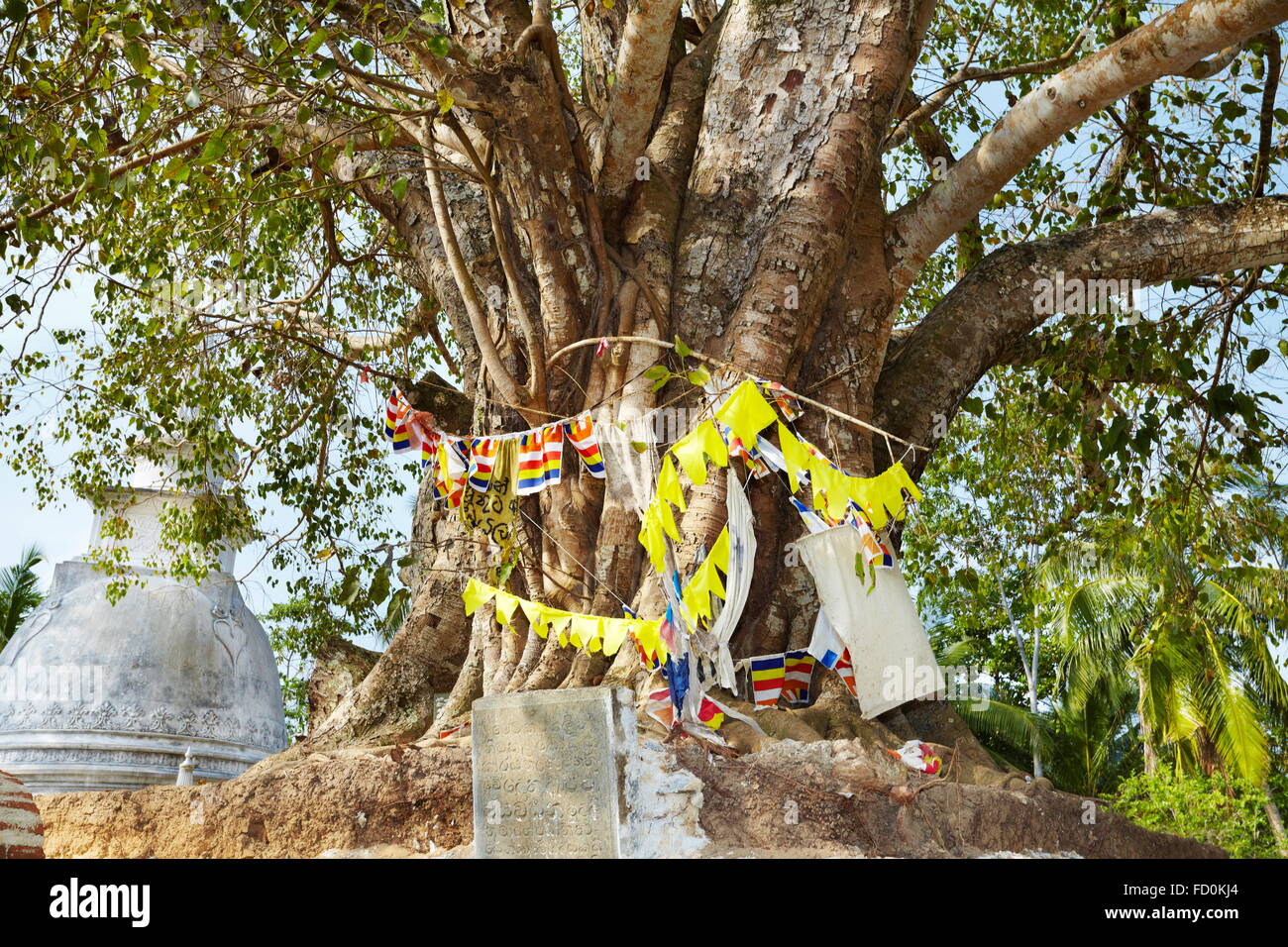 Sri Lanka, Koggala - Bodhi-Baum in Nawamunise Purana Tempel Stockfoto