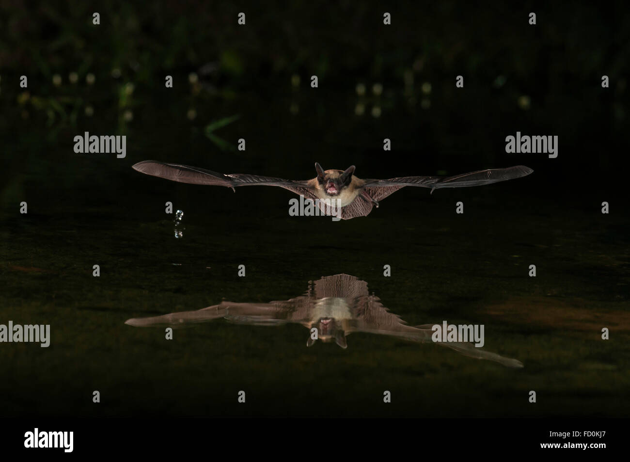 Große braune Fledermaus, Eptesicus Fuscus, Green Valley, Arizona, USA; ursprünglich aus Nordamerika, C-Amerika, Karibik & nördlichen Südamerika Stockfoto