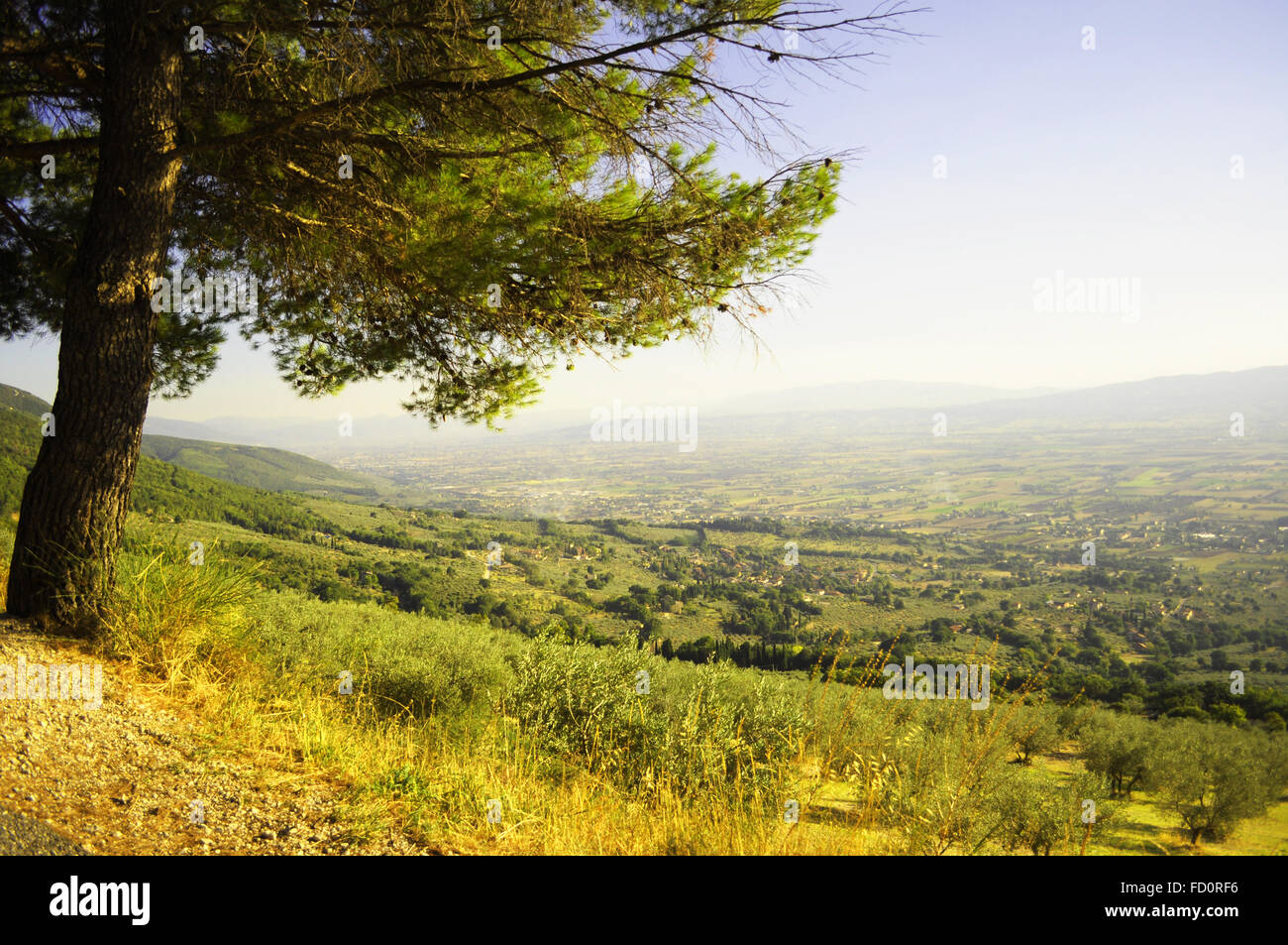 Baum und Assisi-Tal Stockfoto