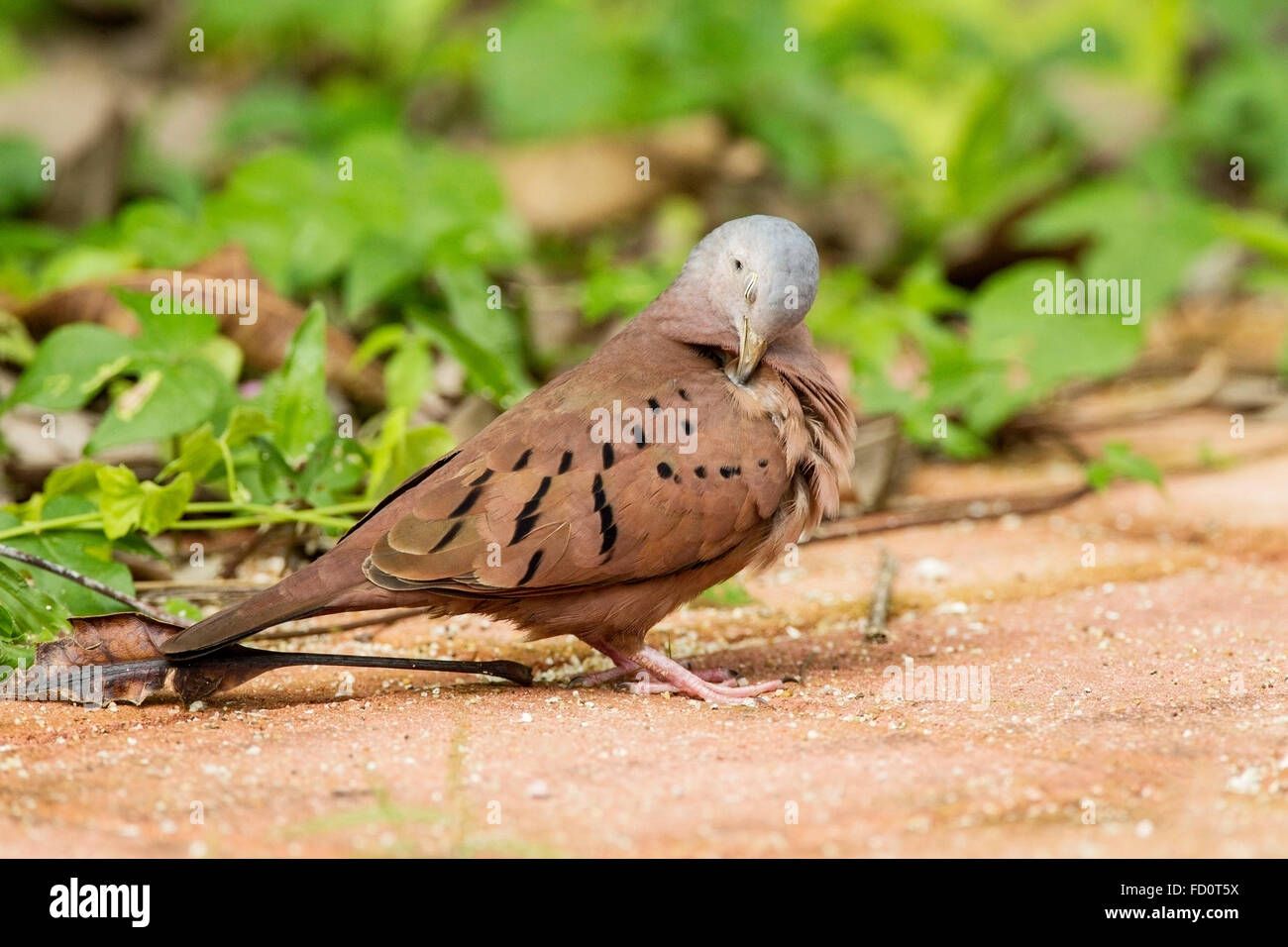 rötliche Boden Taube (Columbina Talpacoti) Erwachsene stehen am Boden in der Nähe von Vegetation, Cozumel, Mexiko Stockfoto