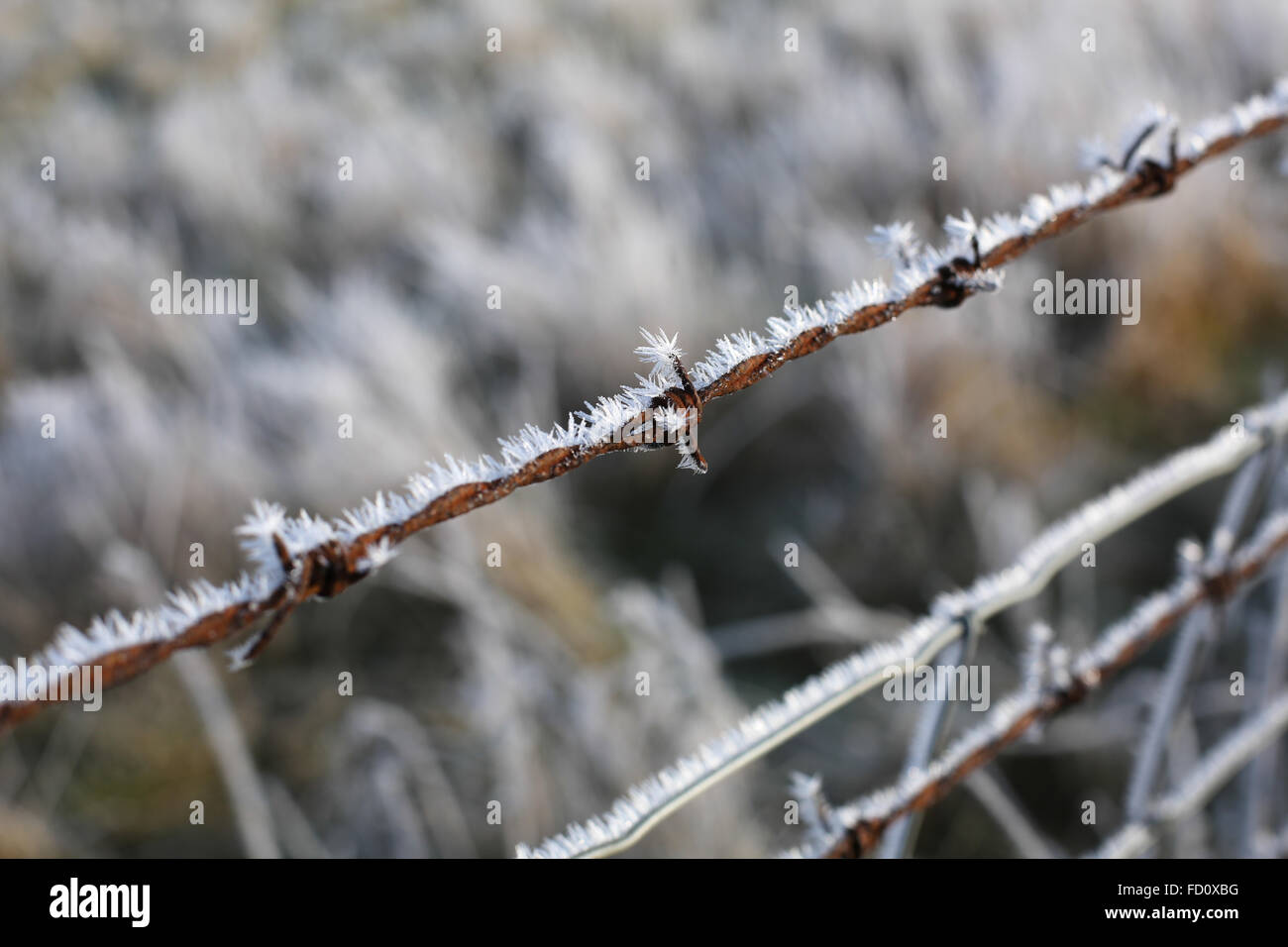 Nahaufnahme von einem Stacheldrahtzaun an einem frostigen Morgen, Warwickshire, England, Großbritannien Stockfoto
