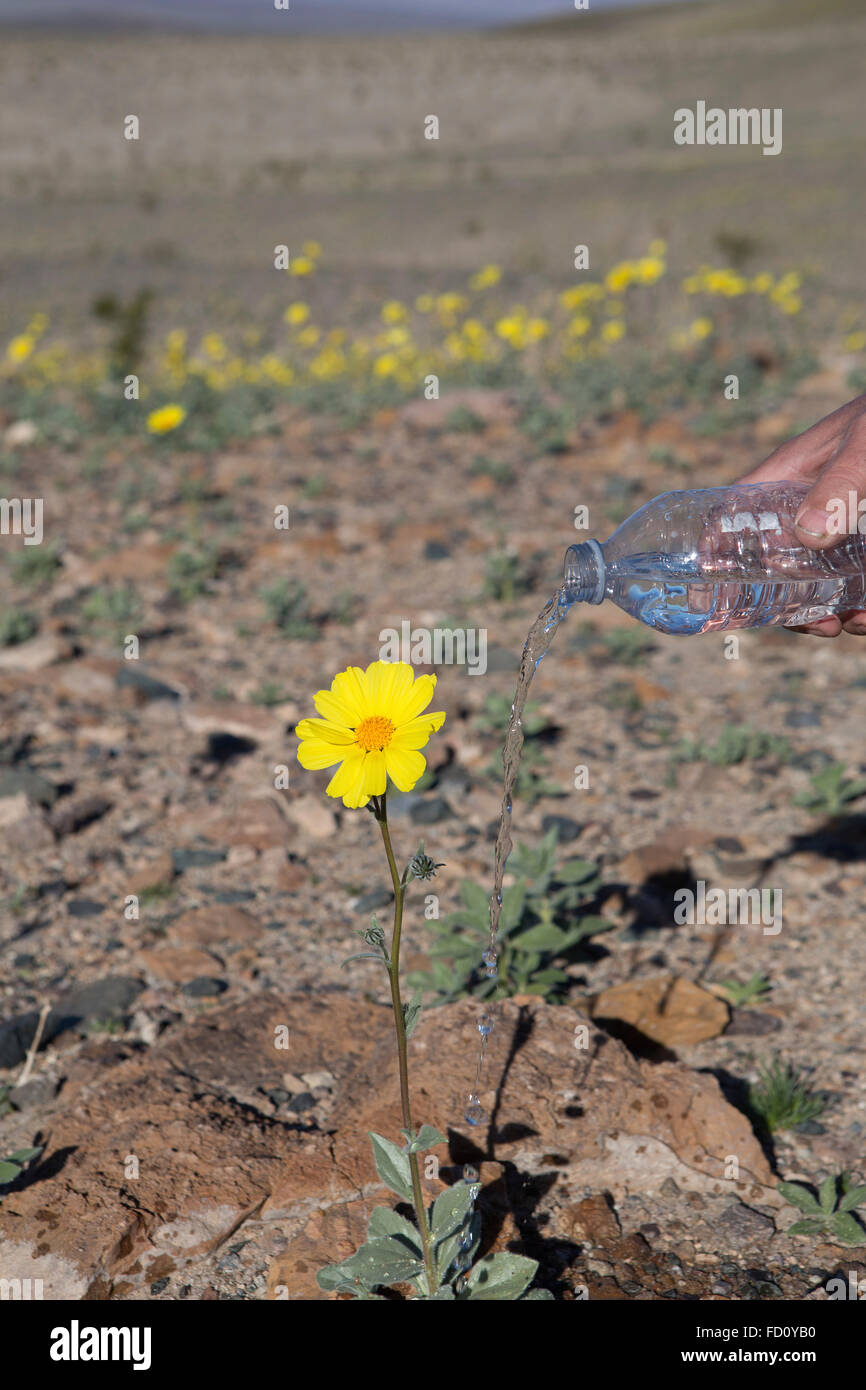 Death Valley, Kalifornien, USA. Januar 2016, 26th. Wüstengolden haben begonnen, im südlichen Ende des Nationalparks rund um die Ashford Mill Gegend zu blühen. Das Wildlower-Display sollte in den nächsten Monaten weiter wachsen und sich über das Tal ausdehnen. Kredit: Duncan Selby/Alamy Live Nachrichten Stockfoto