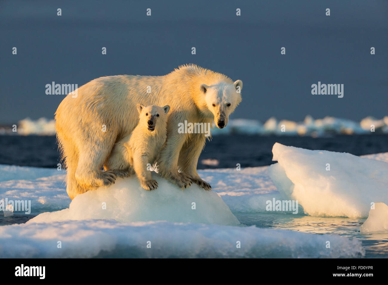 Kanada, Nunavut Territory, Repulse Bay, Polar Bear Cub (Ursus Maritimus) unter Mutter stehen auf dem Meereis in der Nähe von Hafen ich Stockfoto