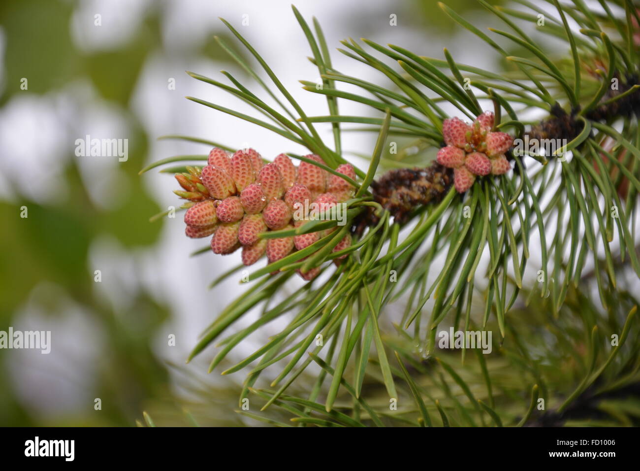 Nahaufnahme des Baumes Tannennadeln und Baby Tannenzapfen. Stockfoto