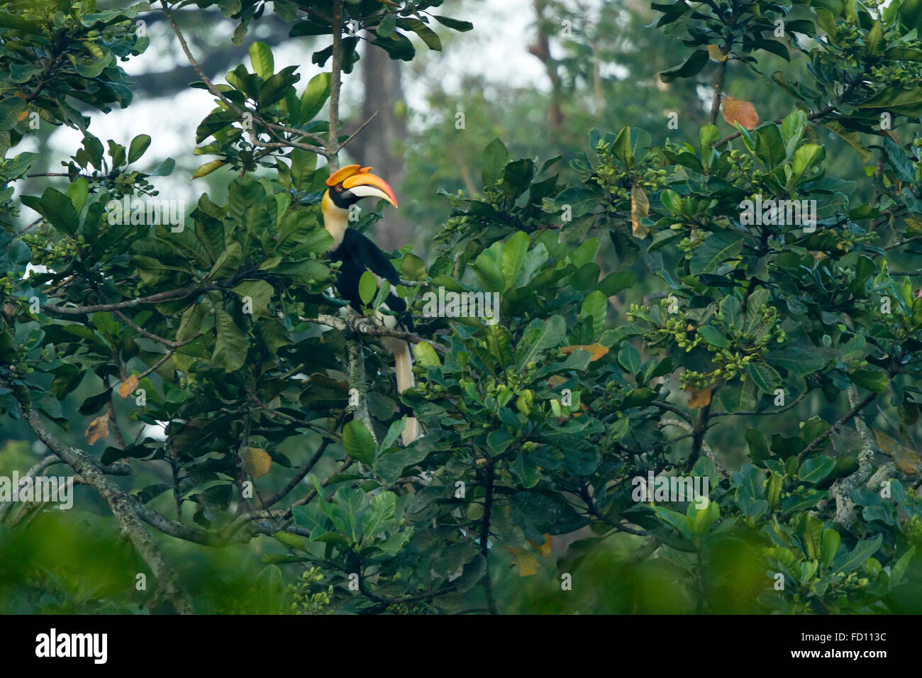 Großes Hornbill (Buceros Bicornis) fliegen in der Natur im Nelliyampathy Waldgebiet, Kerala, Indien Stockfoto