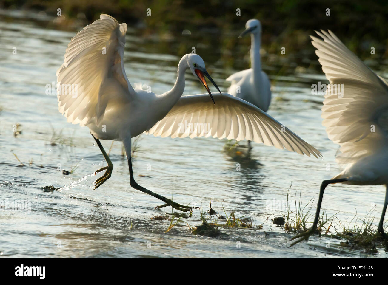 Seidenreiher, die Jagd nach einem anderen Teich Stockfoto