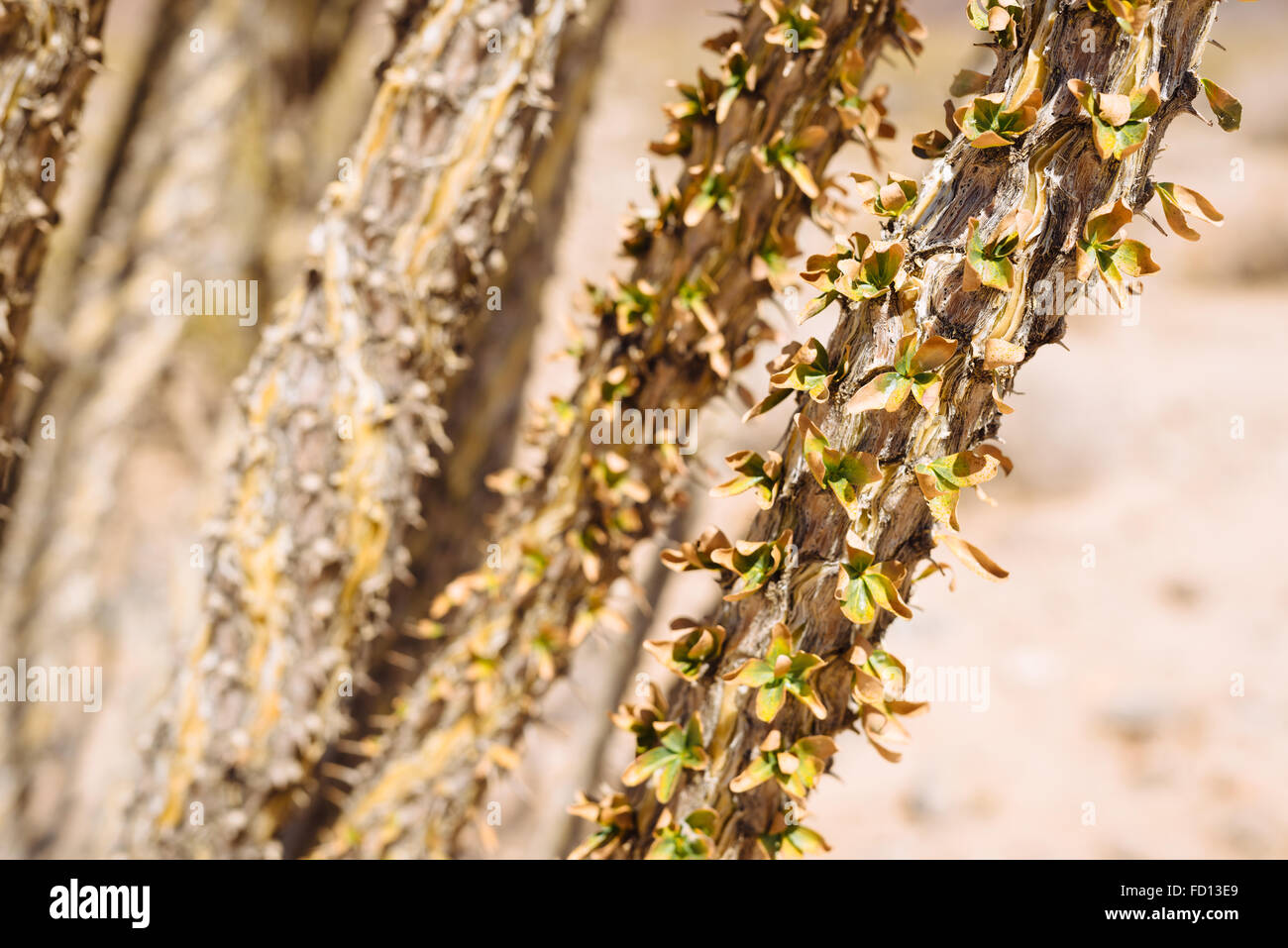 Ocotillo (Fouquieria Splendens) in Joshua Tree Nationalpark, Kalifornien Stockfoto