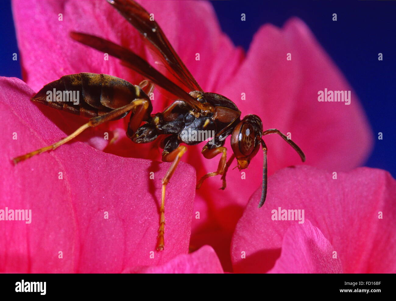 Yellowjacket Wespe auf Blütenblatt Blume.  Östlichen Yellowjacket Wespe ist verbreiteter Vorname in Nordamerika.  Vespula Maculifrons. Stockfoto