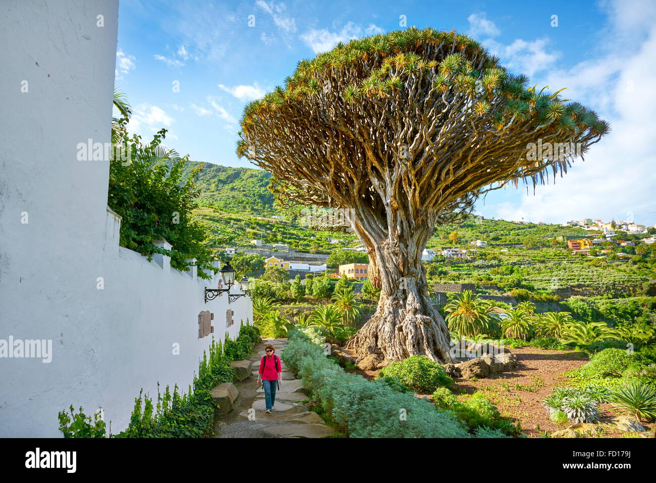 Drachenbaum, Dracaena Draco, Icod de Los Vinos, La Orotava, Teneriffa, Kanarische Inseln, Spanien Stockfoto