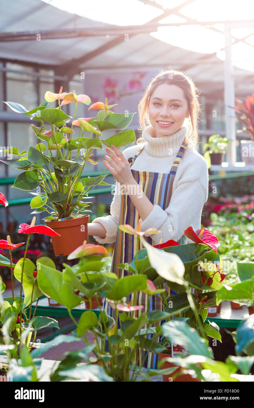 Nette junge Frau Gärtner in gestreiften Schürze Blumentopf mit Anthurien in Orangerie hält lächelnd Stockfoto