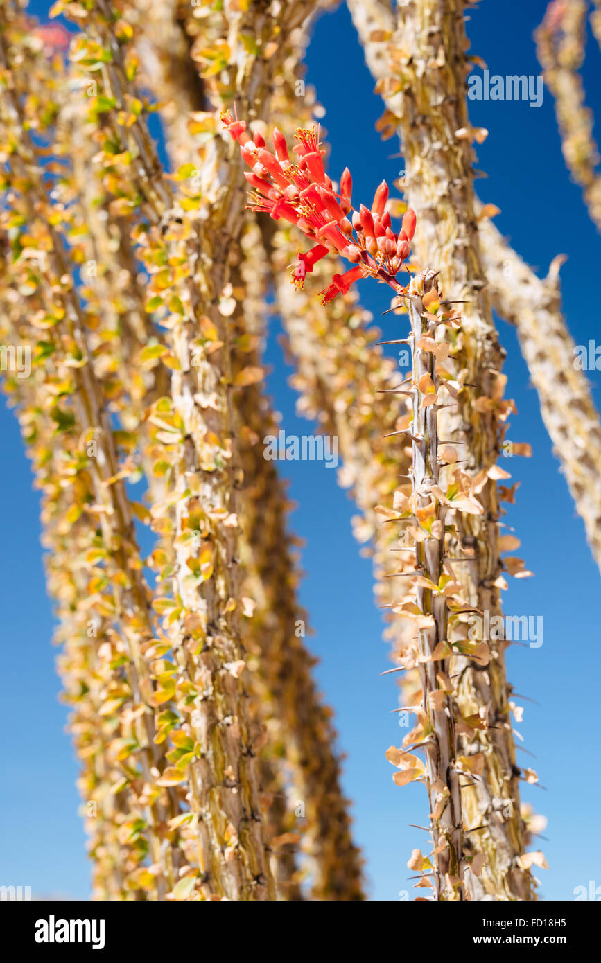Ocotillo (Fouquieria Splendens) Blume in Joshua Tree Nationalpark, Kalifornien Stockfoto