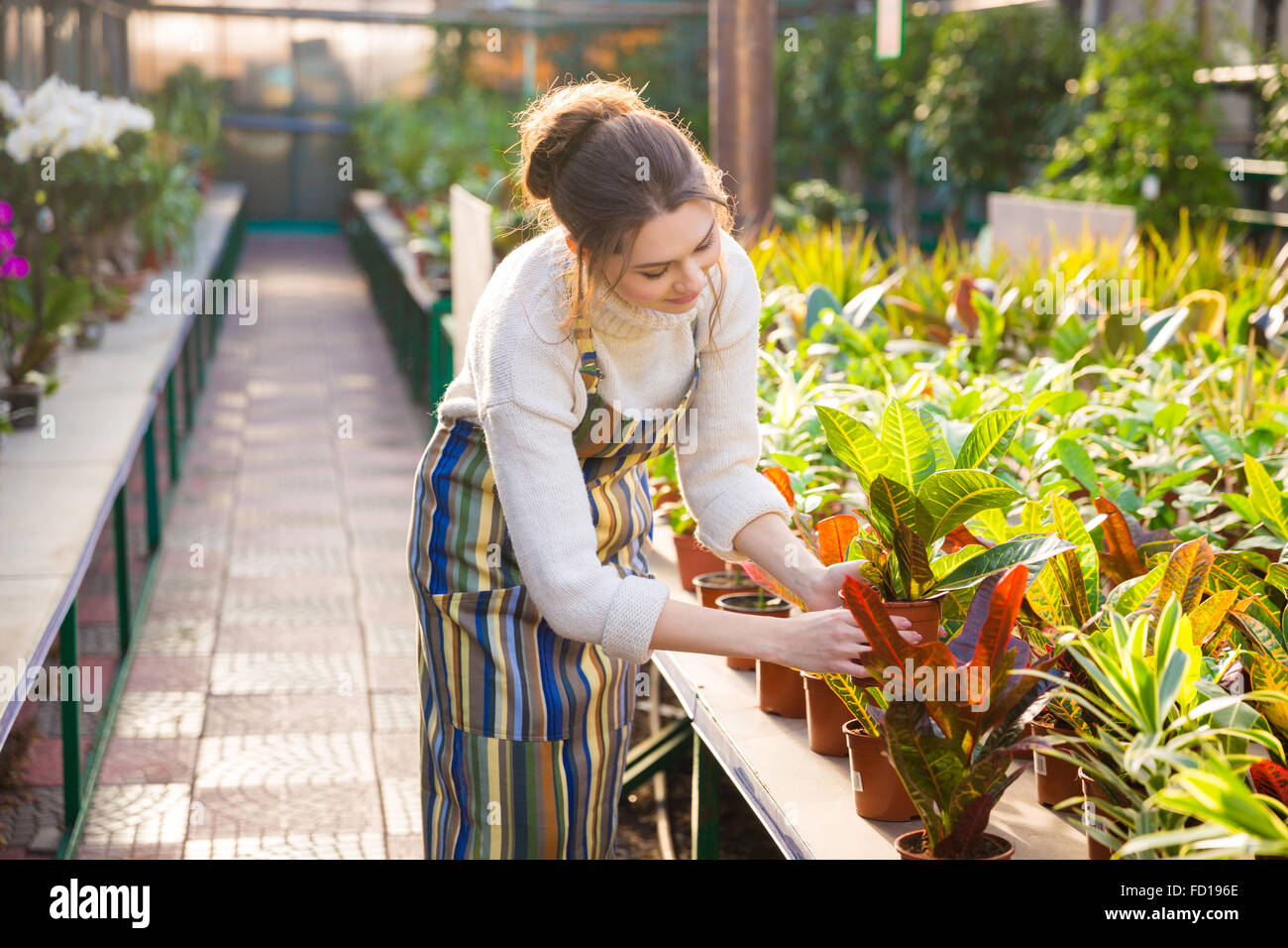 Niedlich schönen jungen Frau Gärtner im Vorfeld tätig und kümmert sich um Blumen in Töpfen im Gewächshaus Stockfoto