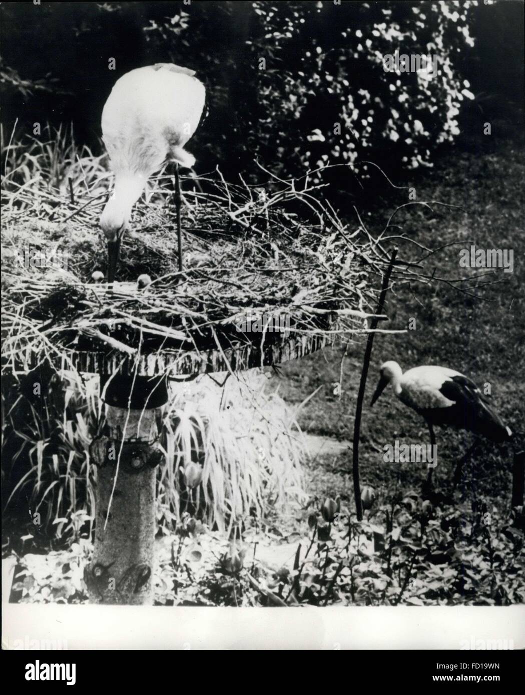 1968 – der multiplizieren-Gäste: Jedes Jahr eine dänische Familie das Vergnügen eines Gastes ihren Garten-ein Storchenmann hatte. Dieses Jahr kam der Storch wieder wie üblich-aber dieses Mal ist er nicht allein-er war ein Kumpel, mit dem Ergebnis, dass es jetzt für geben Baby Störche im Nest mitgebracht. © Keystone Bilder USA/ZUMAPRESS.com/Alamy Live-Nachrichten Stockfoto