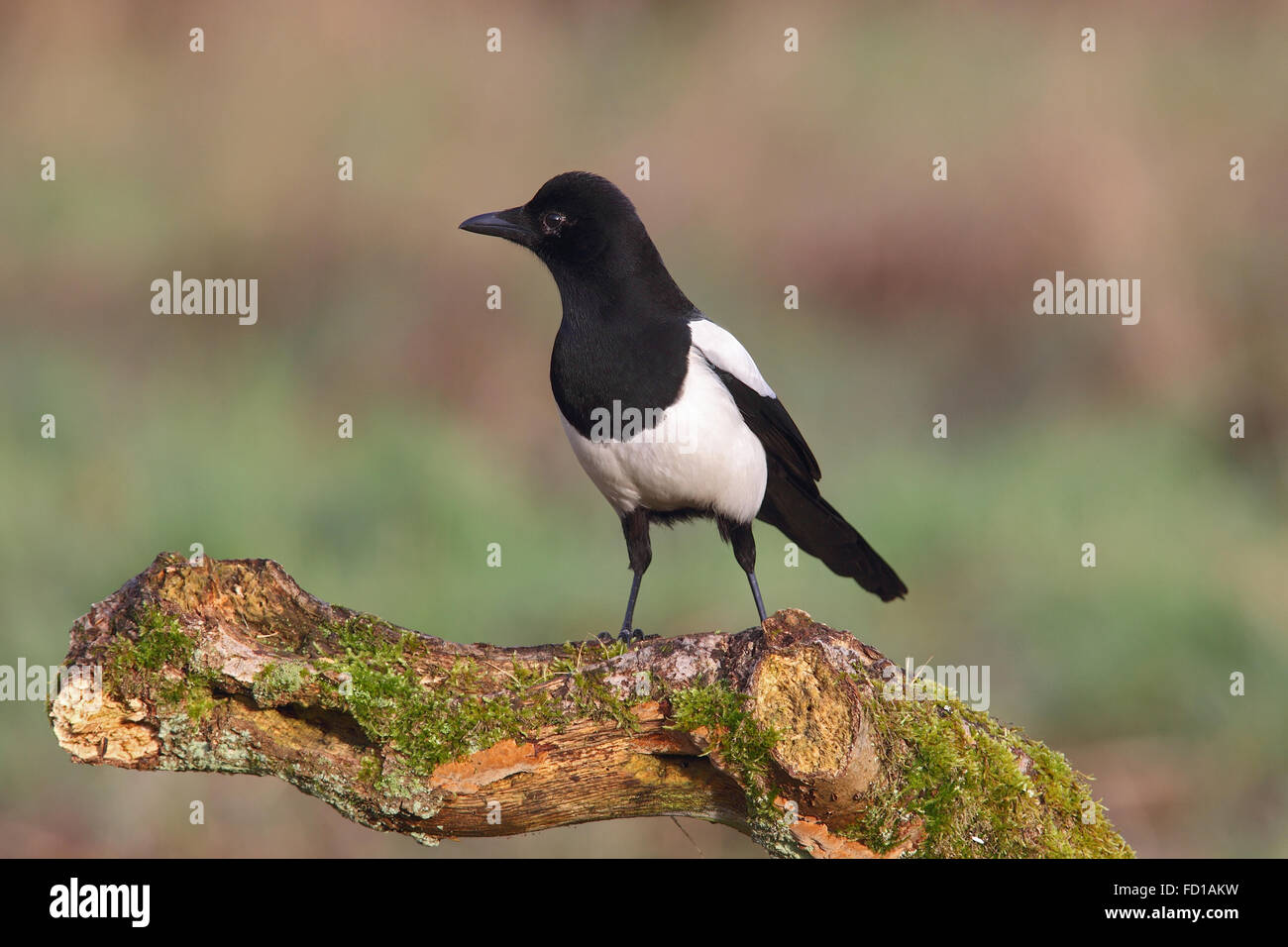 Elster (Pica Pica) auf einem Zweig, North Rhine-Westphalia, Deutschland Stockfoto