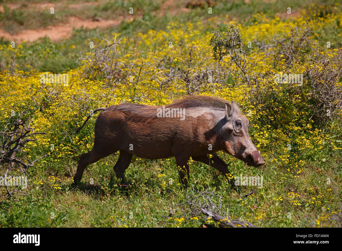 Gemeinsamen Warzenschwein (Phacochoerus Africanus), Blutungen aus Nase, durch blühende Buschland, Addo Elephant National Park Stockfoto