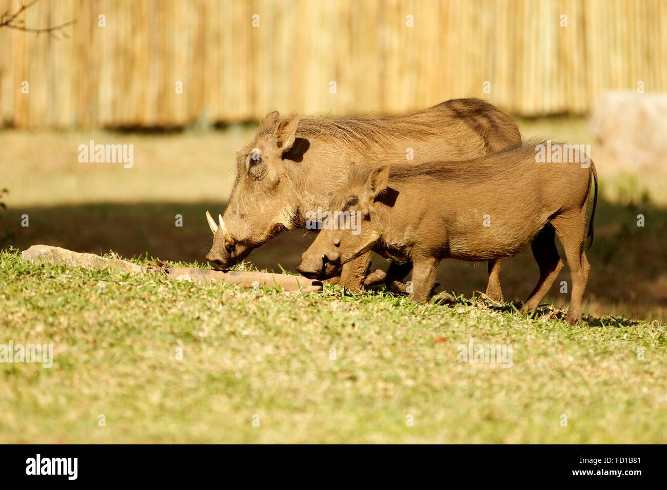 Zwei gemeinsame Warzenschweine (Phacochoerus Africanus) Fütterung, Maninghi Lodge, Krüger Nationalpark, Südafrika Stockfoto
