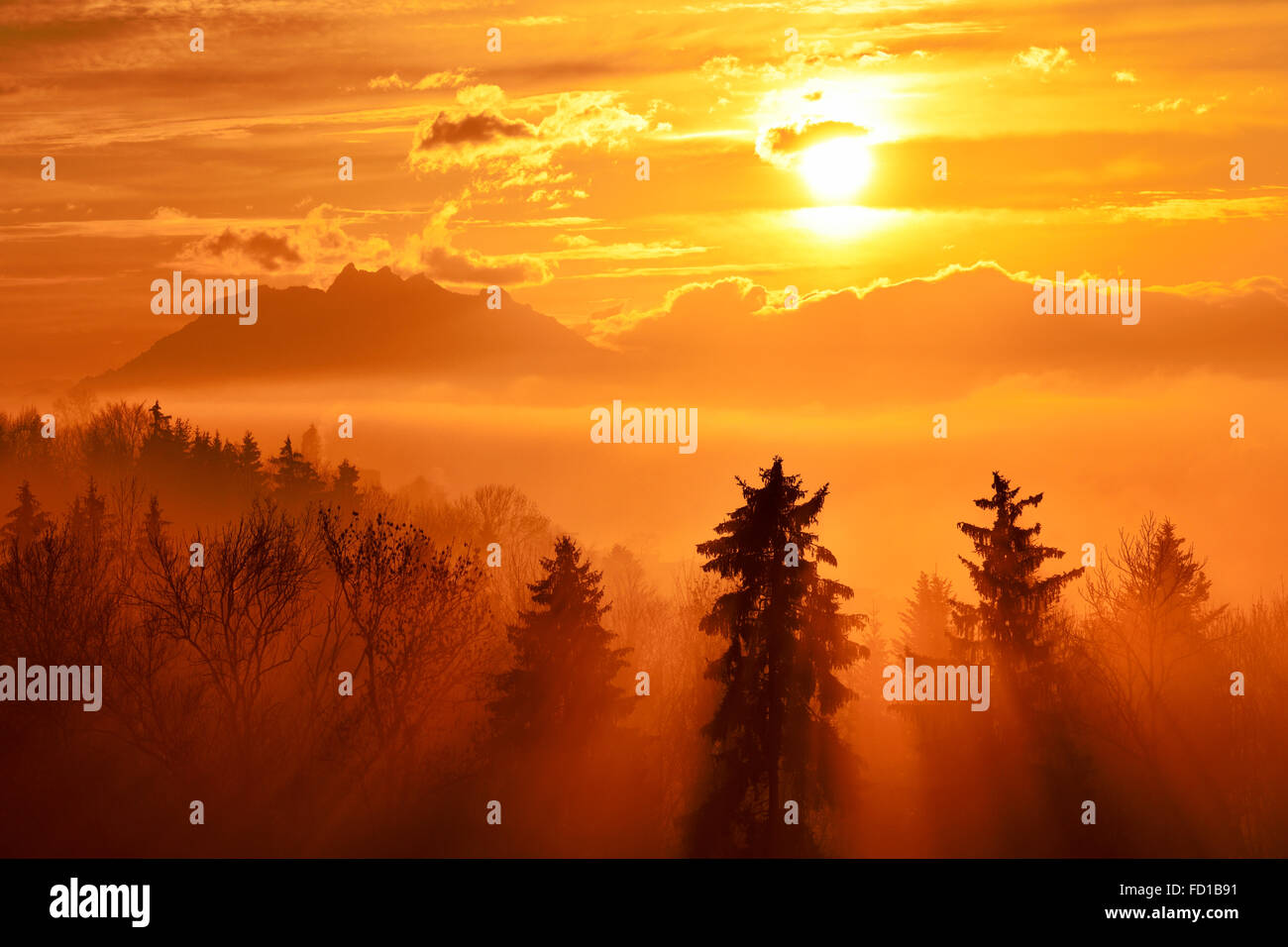 Sonnenstrahlen durchscheinen neblig Fichtenwald, Pilatus hinter Baar, Kanton Zug, Schweiz Stockfoto