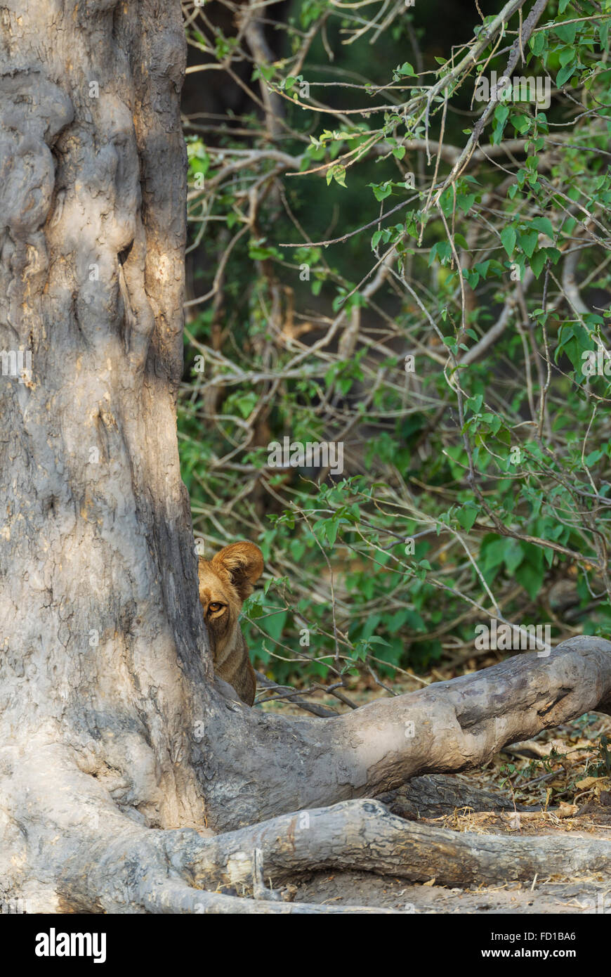 Löwe (Panthera Leo), im Schatten des Baumes, weibliche Beobachtung Umgebung, Chobe Nationalpark, Botswana Stockfoto