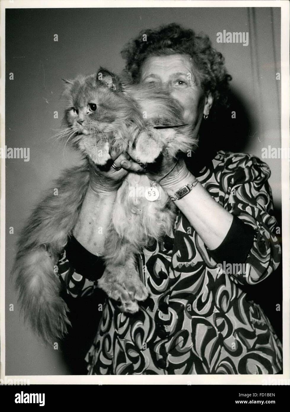 1956 - Kandidaten auf dem 2. deutschen zeigen kostbare Katzen im Casinosaal Wiesbaden. -Ein cremefarbenes persischen Kater. © Keystone Bilder USA/ZUMAPRESS.com/Alamy Live-Nachrichten Stockfoto