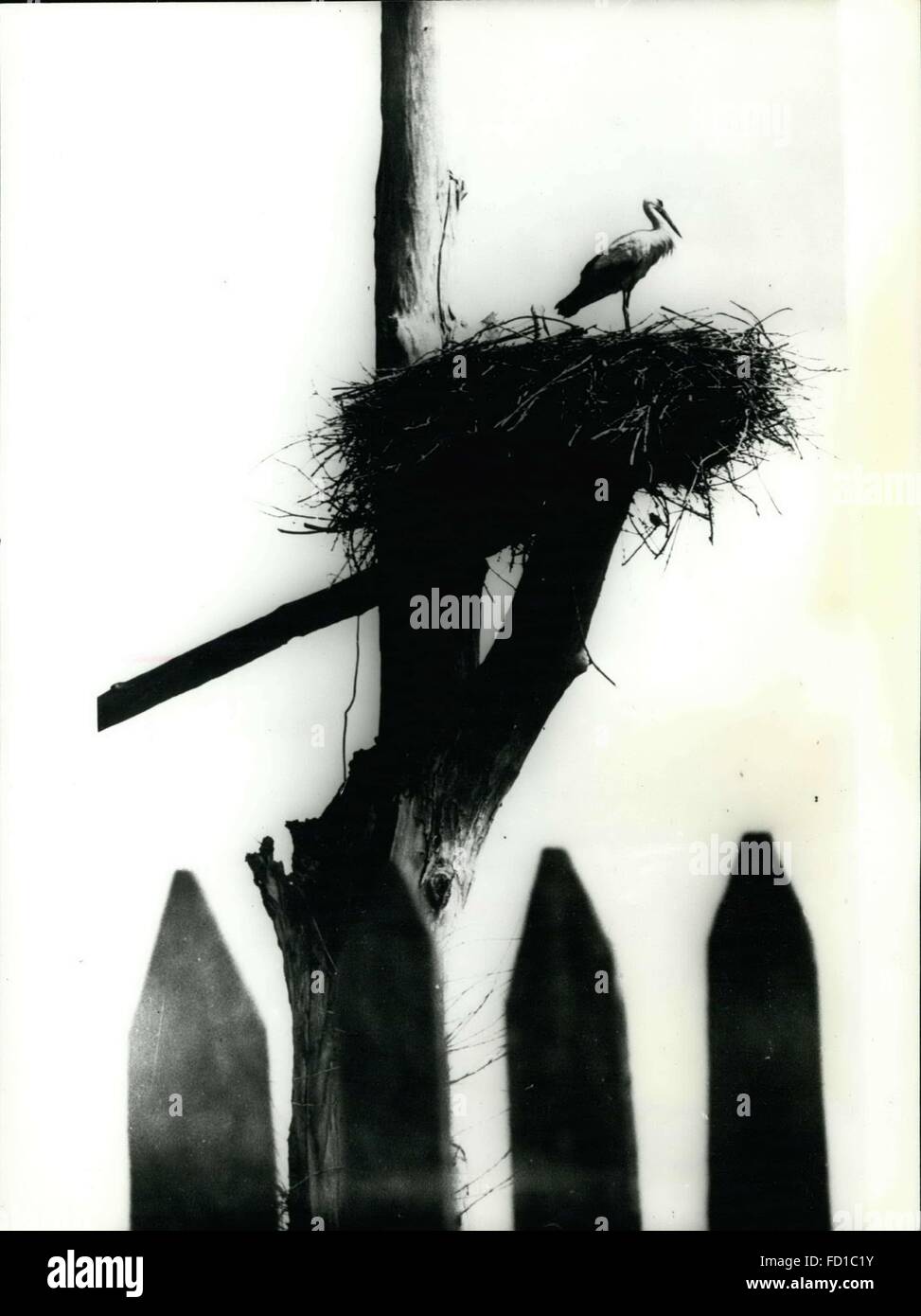 1976: auf Wache steht dieser Storch stolz blickte in die Ferne, um sicherzustellen, dass kein Raubtier seine jungen stören wird. (Kredit-Bild: © Keystone Bilder USA/ZUMAPRESS.com) Stockfoto