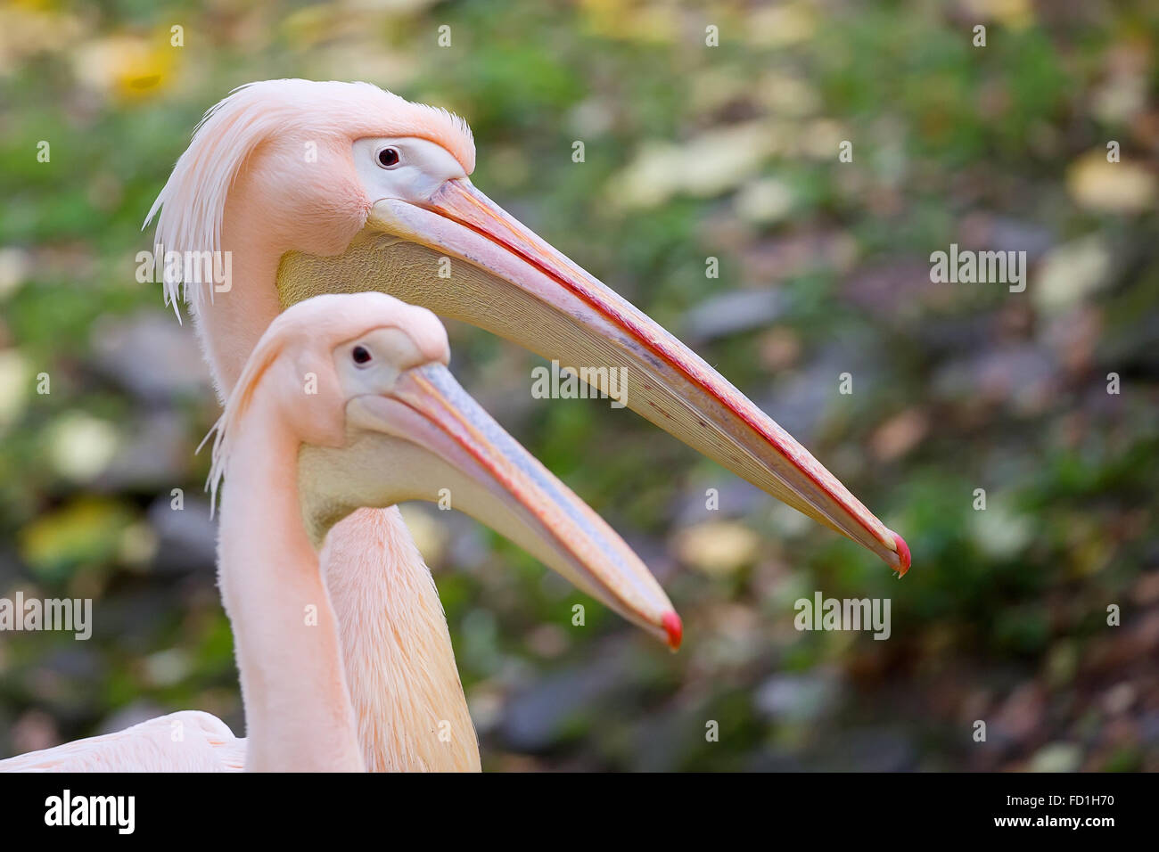 Pelikan, ein Porträt Stockfoto