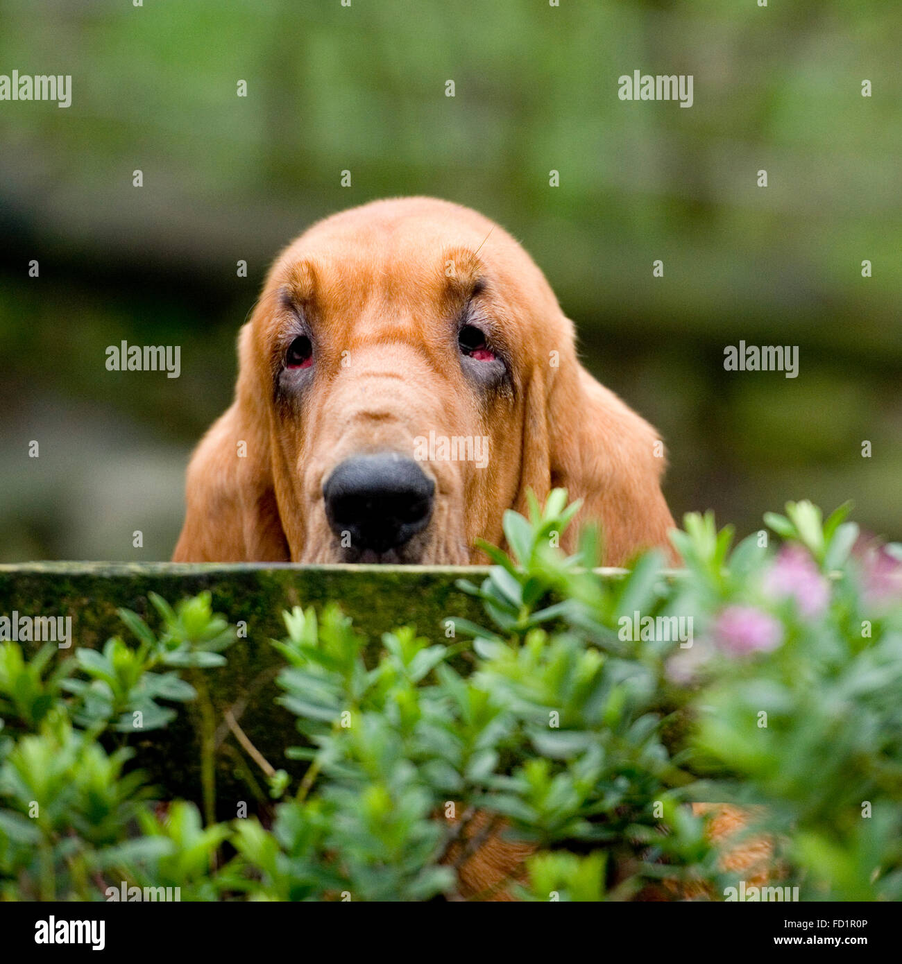 Blick über einen Zaun Bloodhound Stockfoto