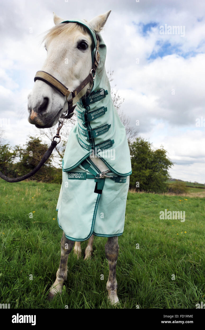 Pferd trägt einen Fliege Mantel zum Schutz gegen Allergien und Bisse zu fliegen. Stockfoto