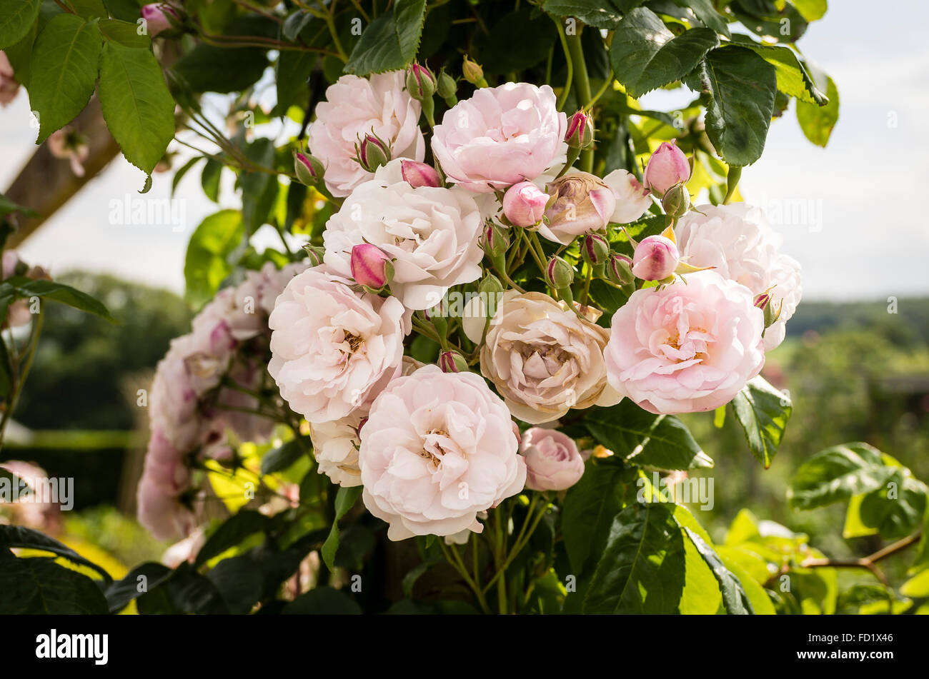 Rosa Blush Noisette Blüte im Juni Stockfoto