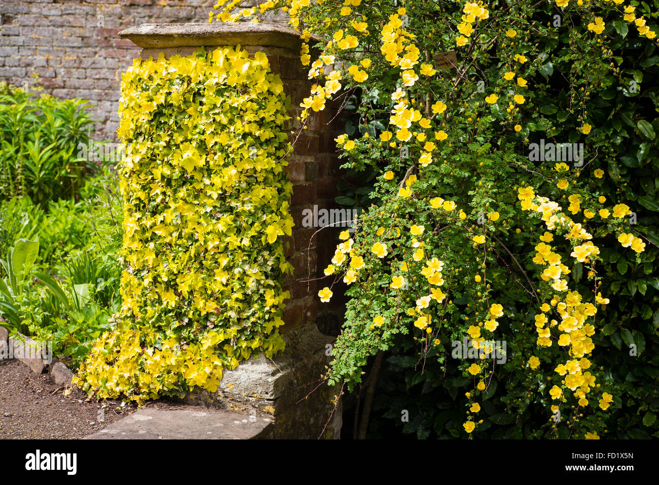 Goldene gelbe Themen Pflanzen wachsen in Stockton begraben Gärten Stockfoto