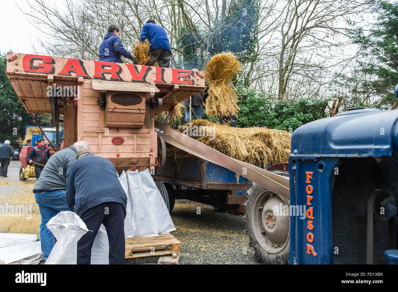 Historische Garvie Dreschmaschine wird durch einen Fordson Major Traktor beim Dreschen Demonstration in Sprung, West Cork, Irland. Stockfoto