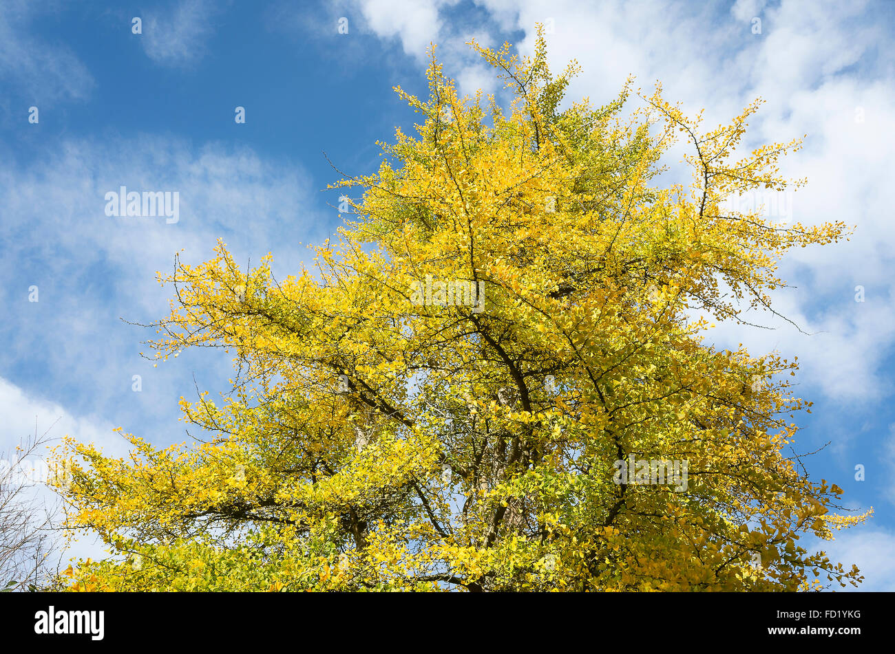 Herbstlaub auf ein Ginkgo-Baum in UK Stockfoto