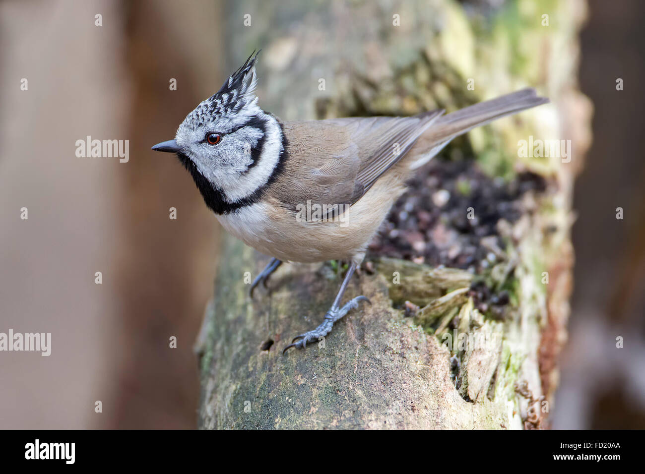 Haubenmeise (Lophophanes Cristatus) auf Baumstamm, mittlere Elbe-Biosphärenreservat, Sachsen-Anhalt, Deutschland Stockfoto