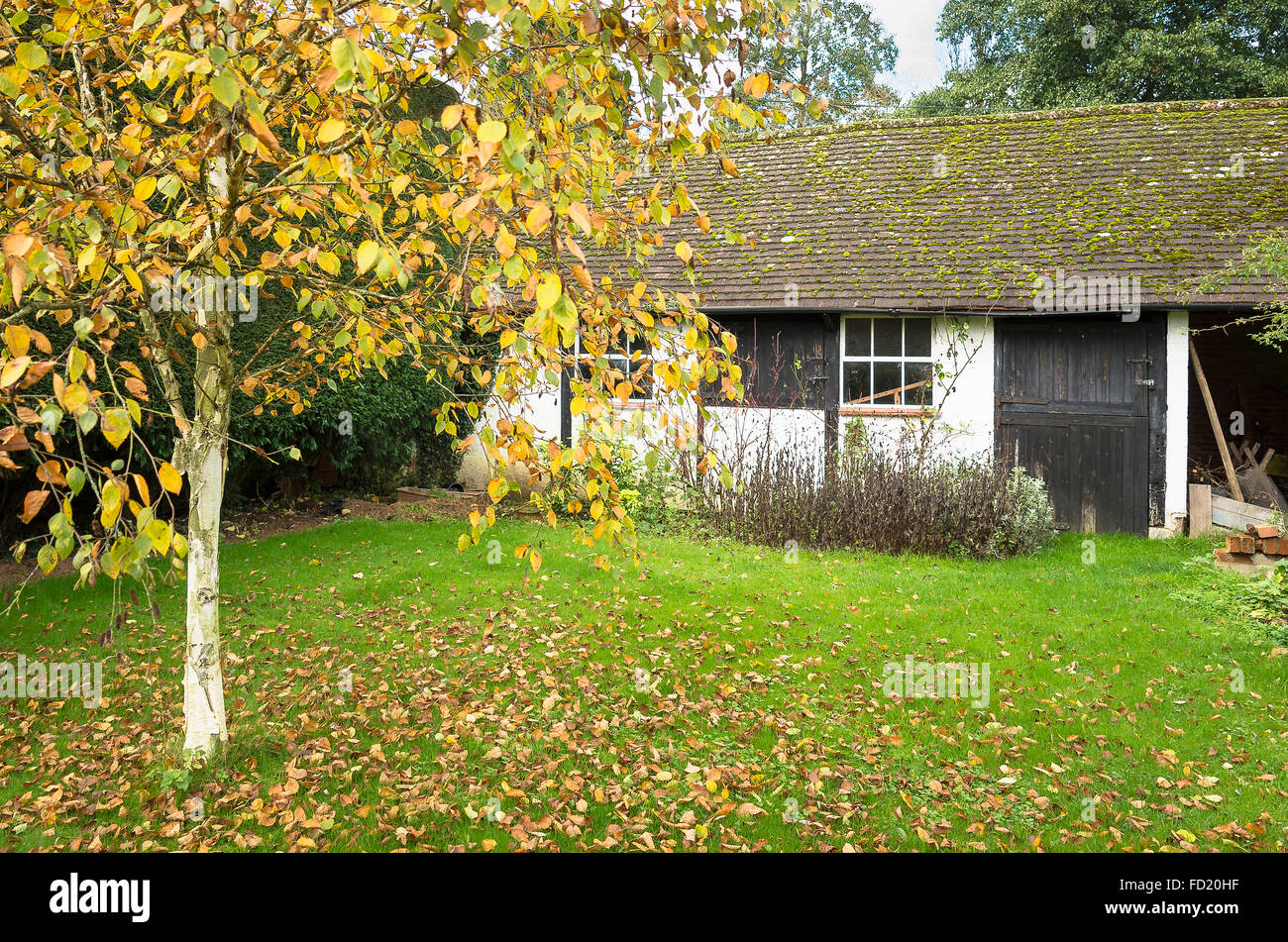 Herbstblätter fallen aus einer Silber-Birke in einem englischen Garten Stockfoto