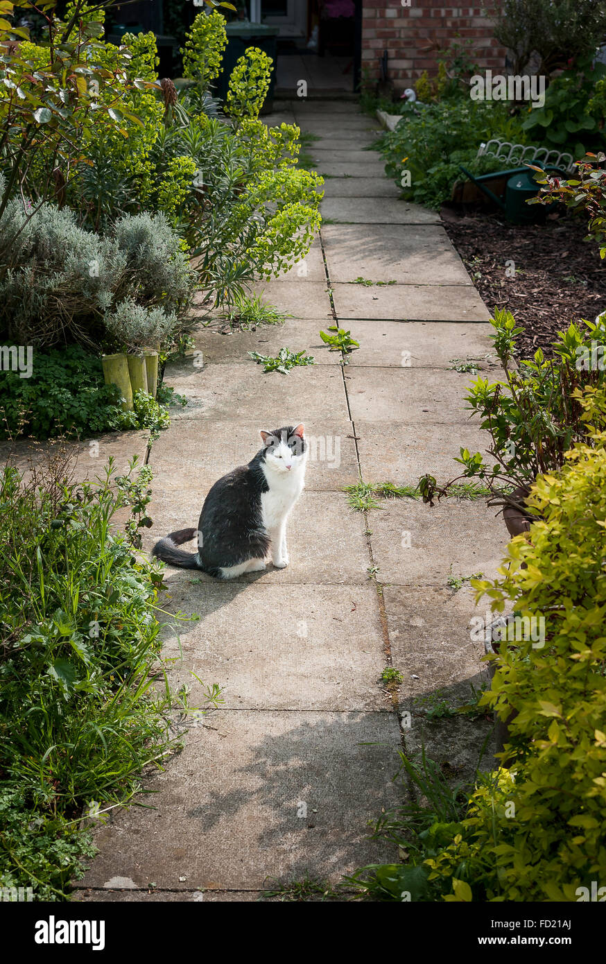 Entspannen Sie sich auf einen Gartenweg schwarz-weiß Katze Stockfoto