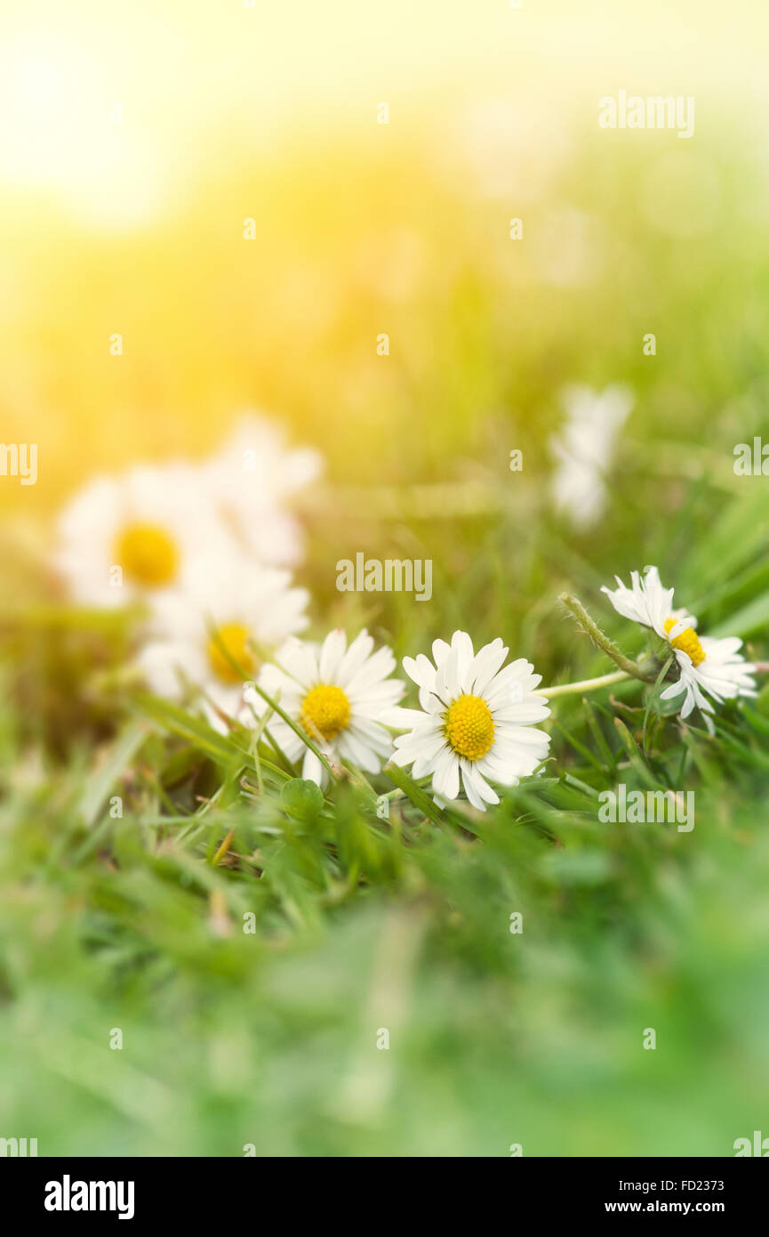 Daisy-Chain auf dem Rasen mit weichen Sommer filter Stockfoto