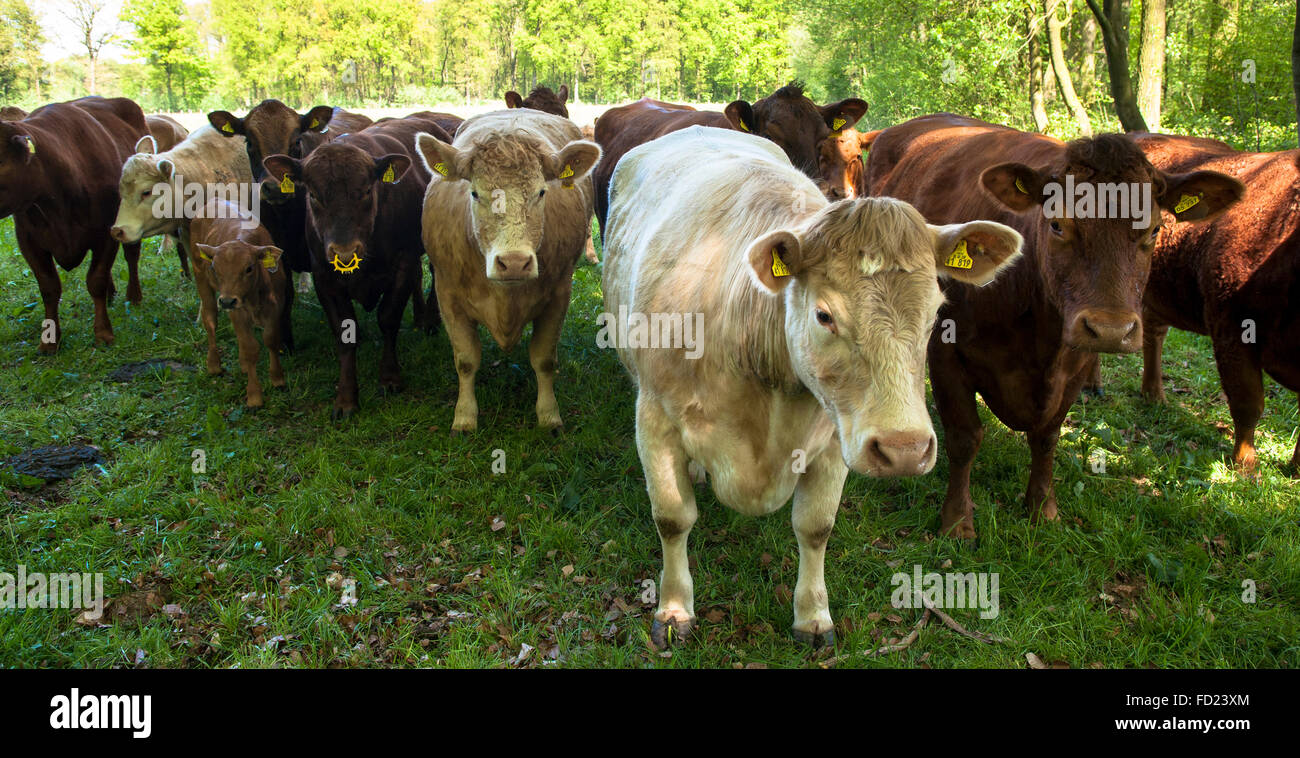 Europa, Deutschland, Nordrhein-Westfalen, Niederrhein, Charolais-Rinder auf einer Weide in der Nähe von Wesel. Stockfoto