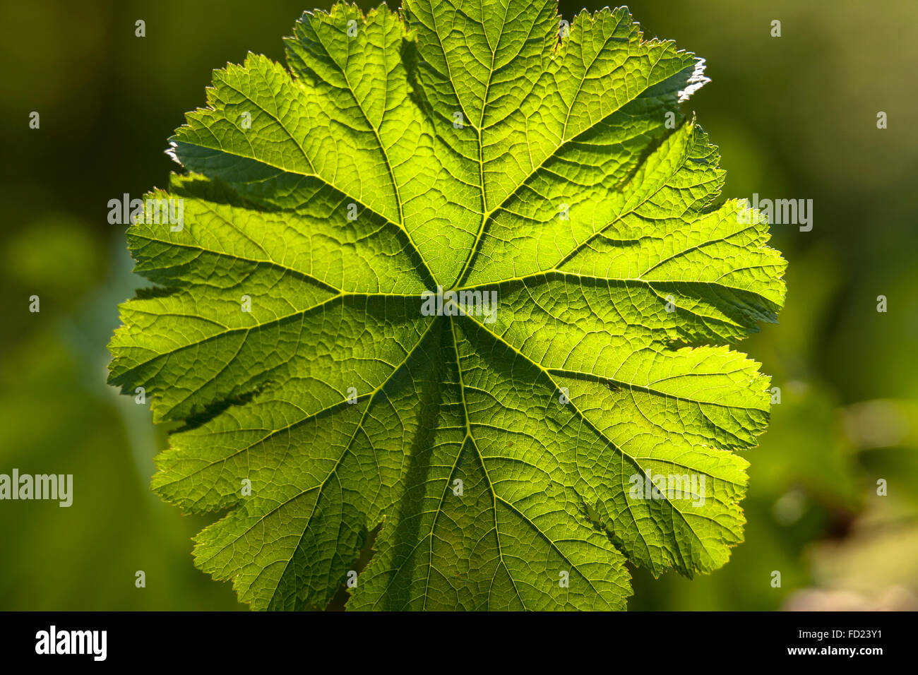 Europa, Deutschland, Nordrhein-Westfalen, Niederrhein, Schild Blatt (lat. Astilboides Tabularis). Stockfoto