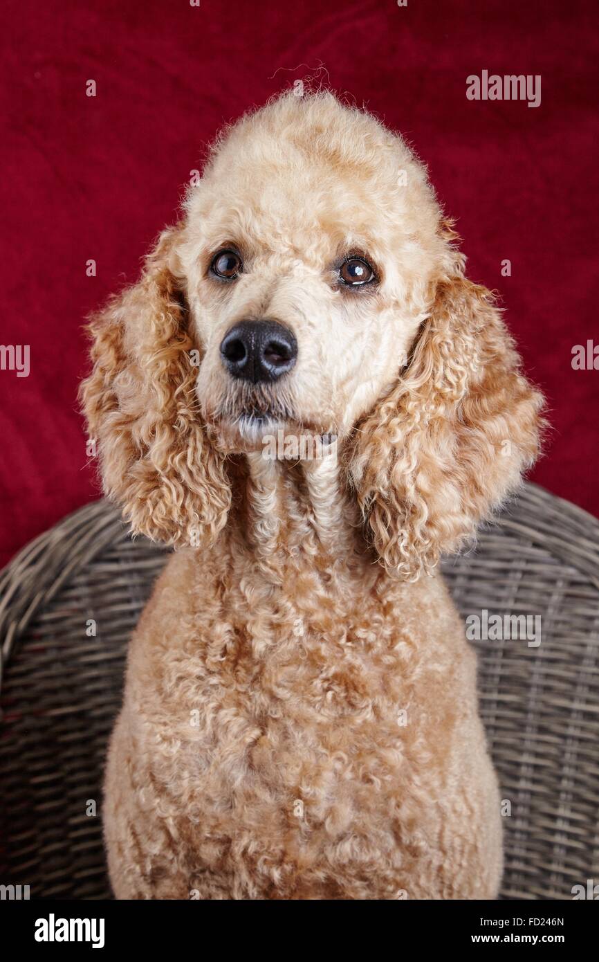 Hund mit lockigem fell -Fotos und -Bildmaterial in hoher Auflösung – Alamy