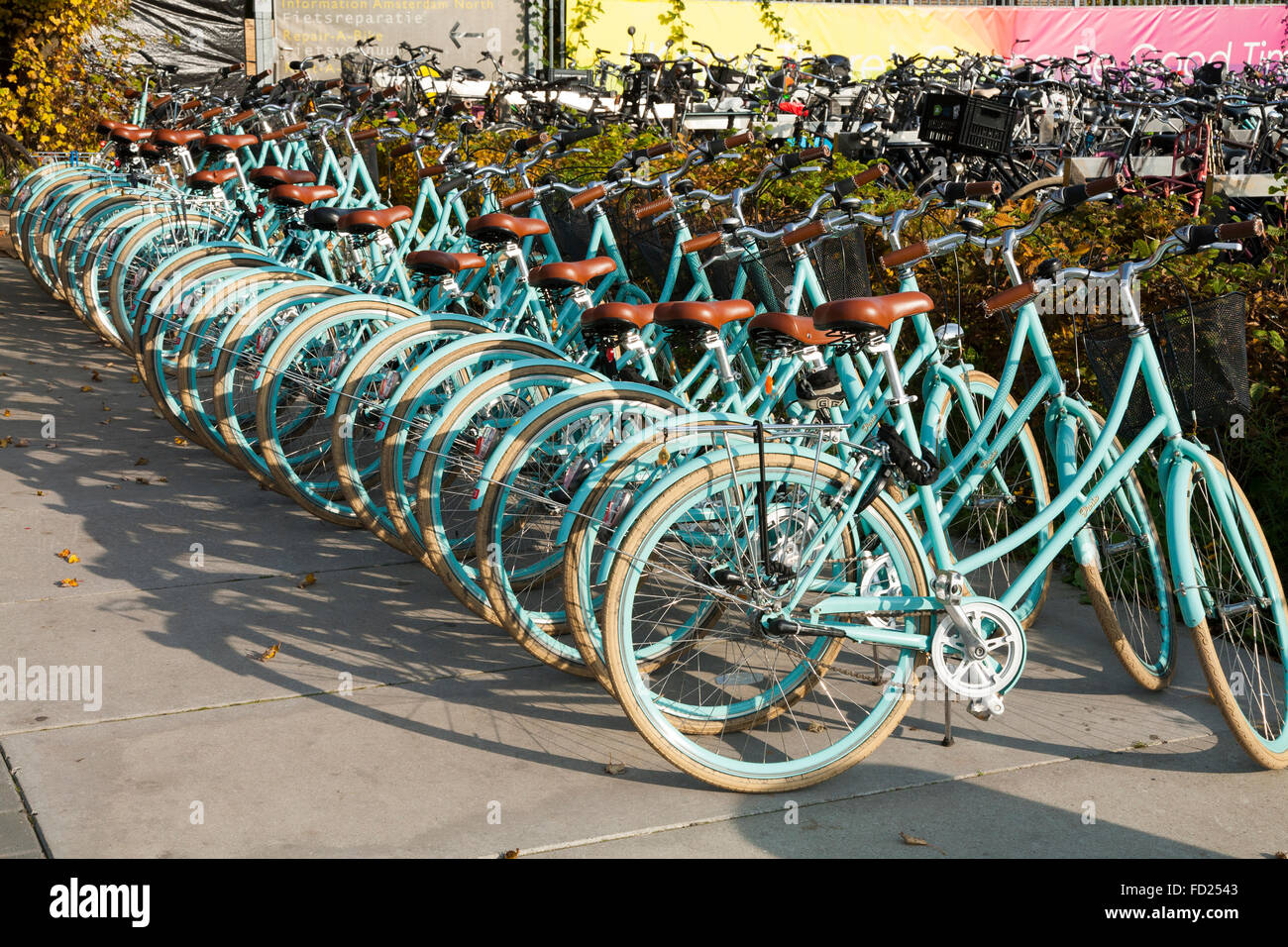 Fahrrad mieten Shop / bike / Fahrrad Verleih Schema – neben Café De Pont  auf Buiksloterweg, Amsterdam, Noord-Holland. Die Niederlande  Stockfotografie - Alamy