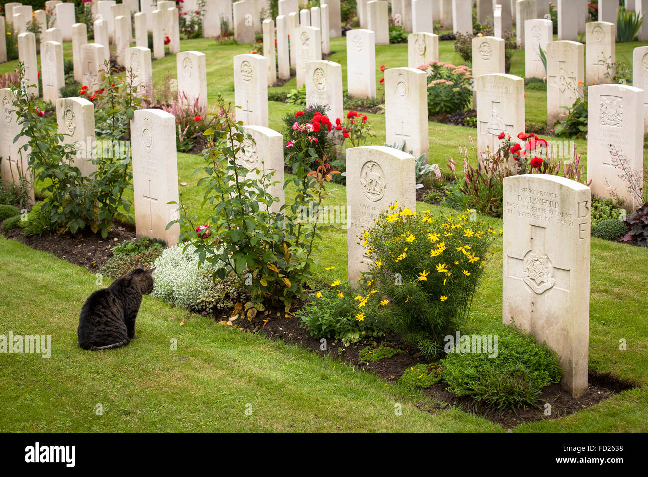 Europa, Deutschland, Nordrhein-Westfalen, Köln, Commonwealth Kriegsfriedhof Gräber Kommission innerhalb Südfriedhof Köln ich Stockfoto