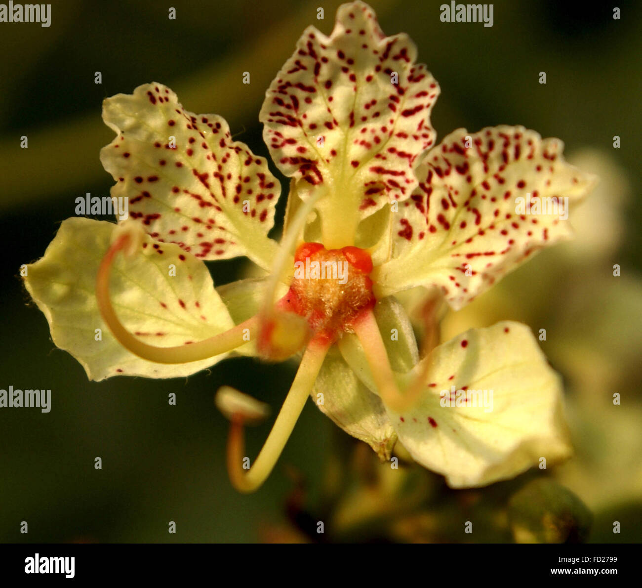 Bauhinia roxburghiana Fotos und Bildmaterial in hoher Auflösung Alamy