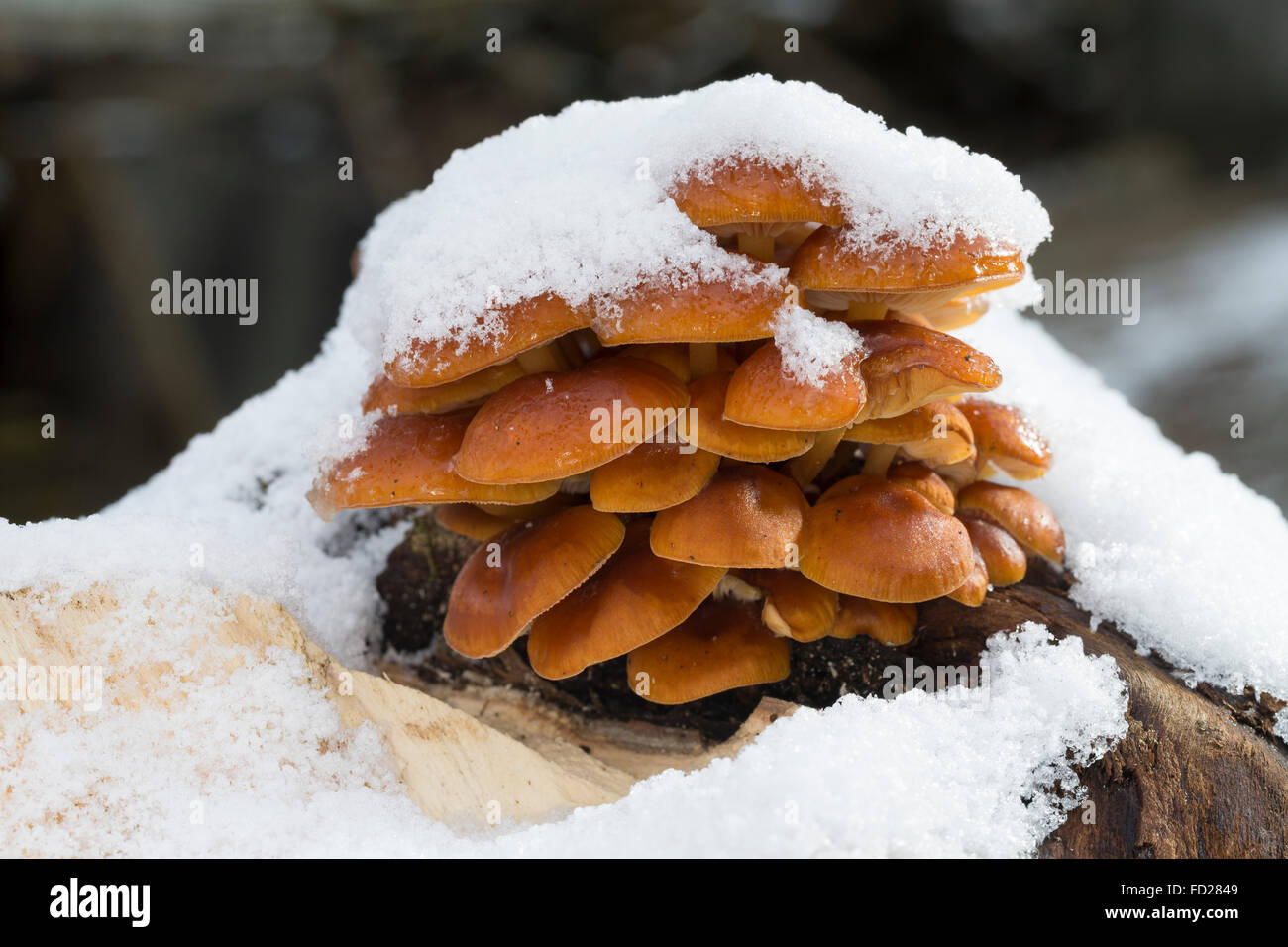 Goldene Nadel Pilz, Winter Pilz, samt Stiel, Enoki, Winterpilz, Enokidake, Samtfußrübling Flammulina Velutipes Stockfoto