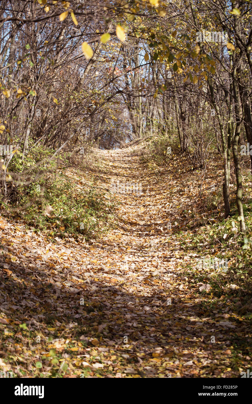 Wanderweg im Wald im Herbst. Bäume und Straße liegt in einem Wald in der Herbstsaison. Herbst Blätter schmücken ein Land Roa Stockfoto