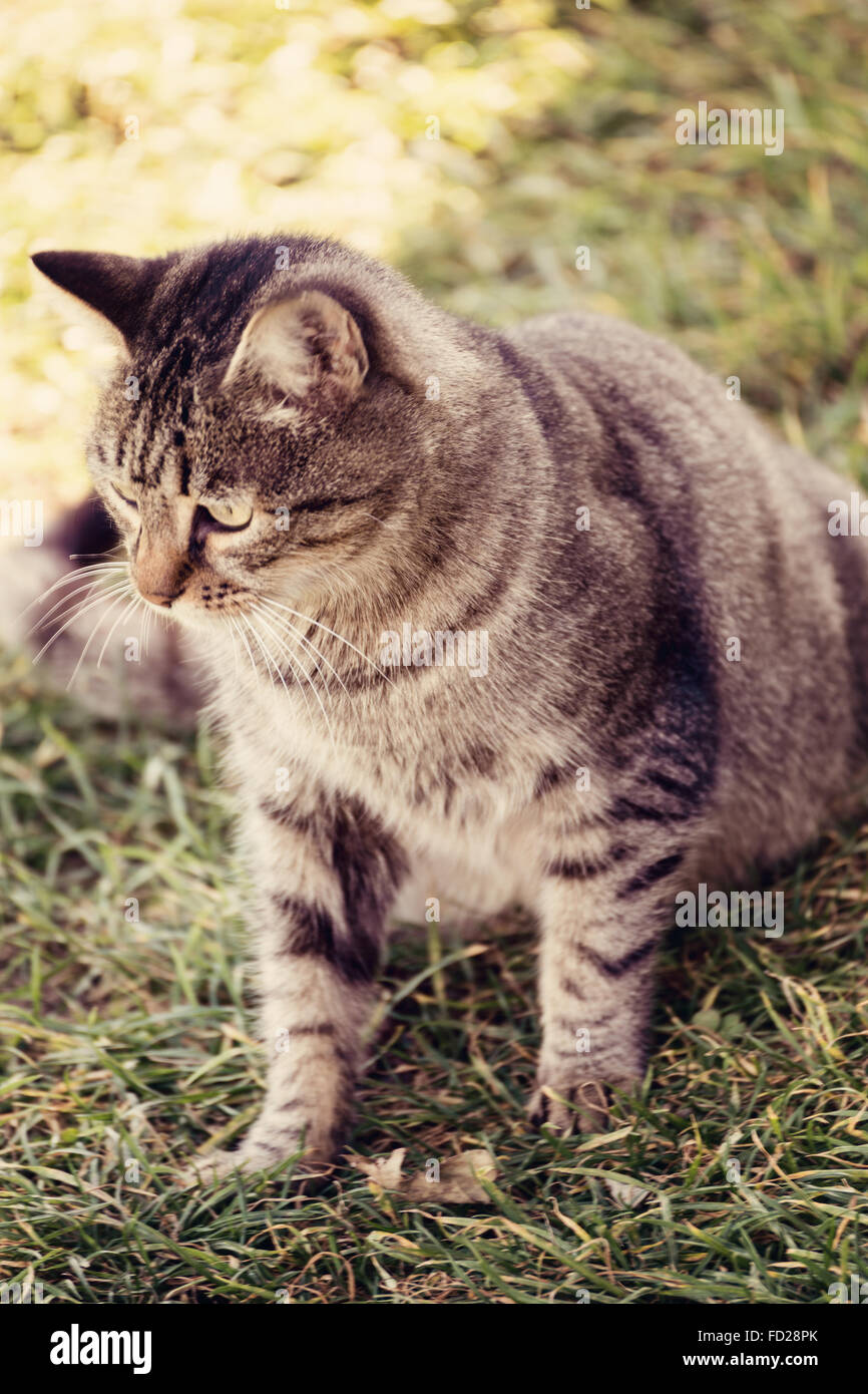 Wunderschöne graue Katze stehend und entspannen auf dem Rasen. Katze ist immer bereit für die Jagd auf gefährliche Augen vor dem Angriff. Conc Stockfoto