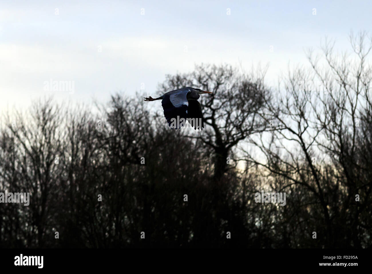 Silhouette der Graureiher fliegen mit einem grauen Wolke und Baum-Hintergrund Stockfoto