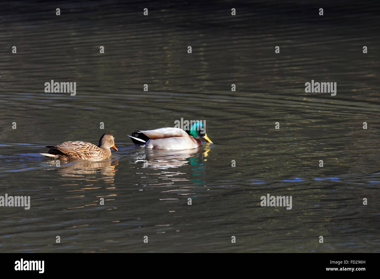 Stockente Drake und weibliche Ente Schwimmen am See Stockfoto