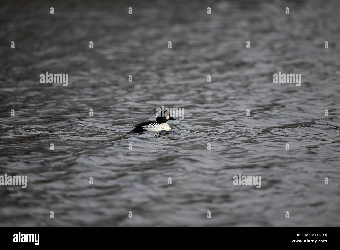GoldenEye (Bucephala Clangula) Stockfoto