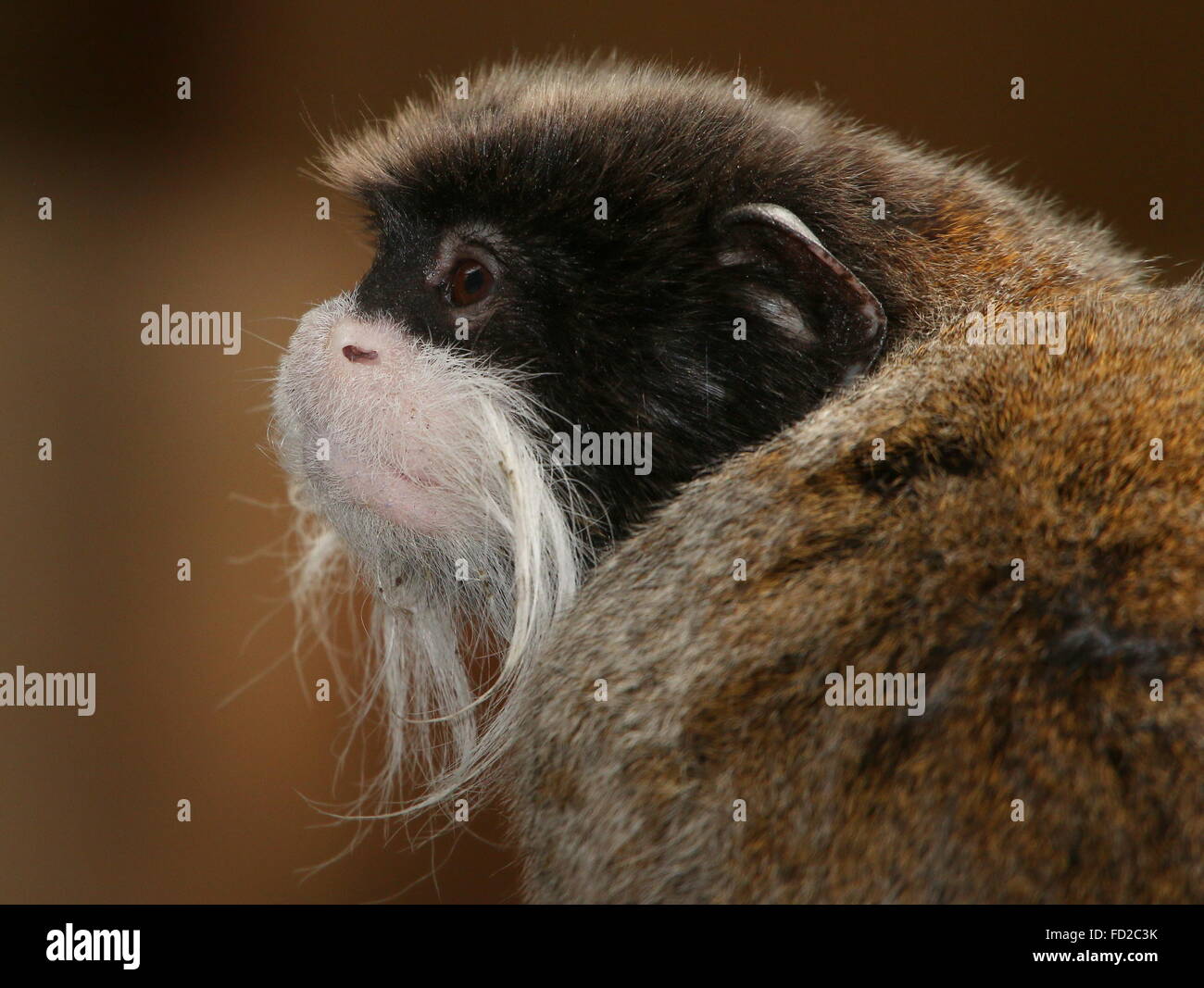 Kaiser Tamarin Affe (Saguinus Imperator) aka Brockway Affe, ursprünglich aus Brasilien, Bolivien & Peru. Stockfoto