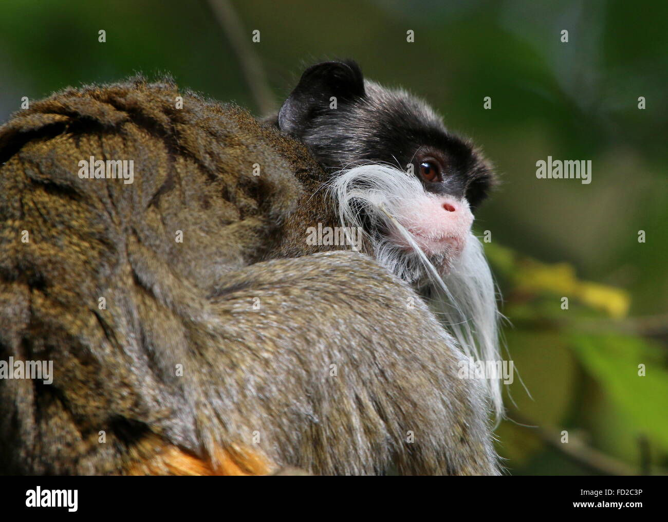 Affe Schulter Stockfotos & Affe Schulter Bilder Alamy
